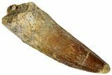 Fossil Spinosaurus Tooth - Real Dinosaur Tooth #324857-1